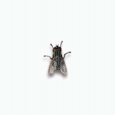 Fly Flying GIF