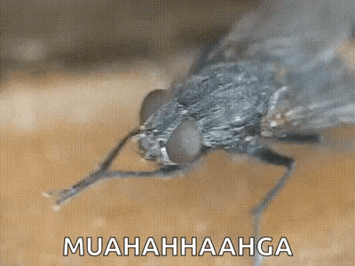Fly Muahahaahga GIF