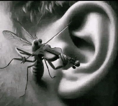 Fly Playing Violin In Ear GIF