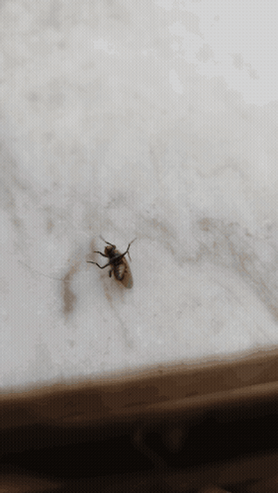 Fly Sitting On Surface GIF