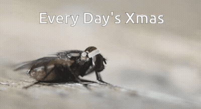 Fly Wearing Santa Hat Every Day's Xmas GIF