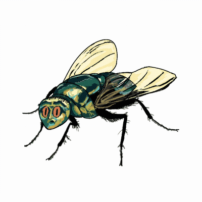 Fly With Face And Spider With Number 8 GIF
