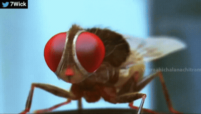 Fly With Red Eyes And Twitter Logo GIF