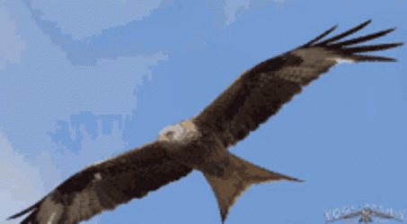 Flying Bald Eagle GIF