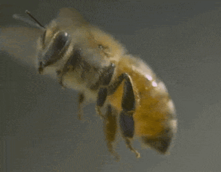 Flying Bee GIF