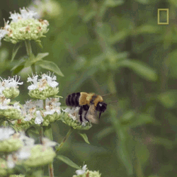 Flying Bumblebee Slow Mo GIF
