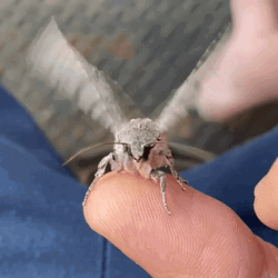 Flying Butterfly A Bugs Life GIF