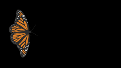 Flying Butterfly Gifs Gifdb