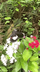 Flying Butterfly Fly Away Garden  GIF