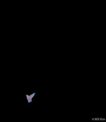 Flying Butterfly Free Spirit Animation GIF