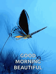 Flying Butterfly Good Morning Beautiful GIF