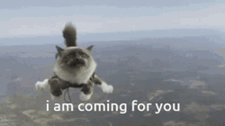 Flying Cat Coming For You Meme GIF