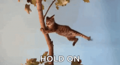 Flying Cat Holding On GIF