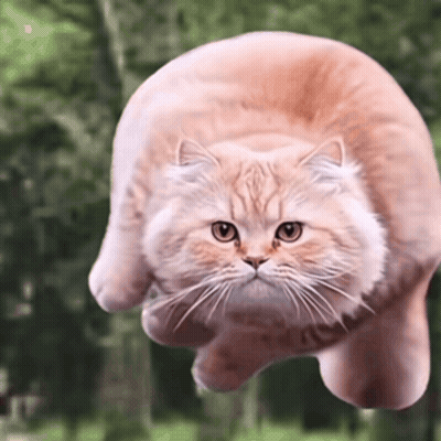 Flying Cat Looking At Camera GIF