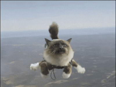 Flying Cat Wearing Collar GIF