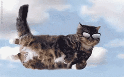 Flying Cat Wearing Cool Shades GIF