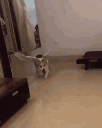 Flying Corgi Jump GIF