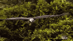 Flying Eagle Glide GIF