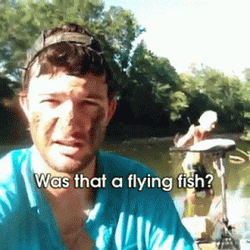 Flying Fish I'm Gonna Need A Bigger Boat GIF
