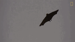 Flying Fox Bat Flapping Wings National Geographic GIF