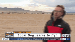 Flying Funny Dog Meme GIF