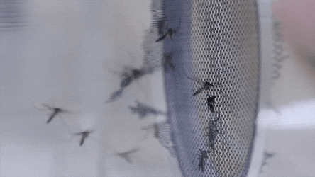 Flying Small Black Mosquito   GIF