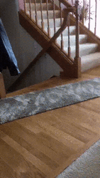 Flying Surprised Cat GIF