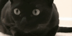 Focus Cute Cat Wide Eyes GIF