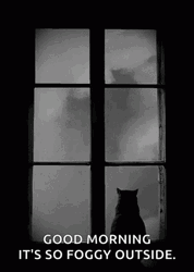 Fog And A Cat GIF