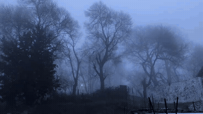 Foggy Forest With Leafless Trees And Fence GIF