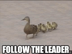 Follow The Mother Duck GIF