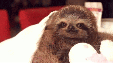 Follow Your Dreams Sloth Motivational  GIF