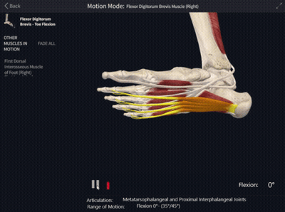 Foot And Ankle Muscles On Computer Screen GIF
