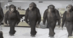 Foot Work Gorilla Dancing GIF