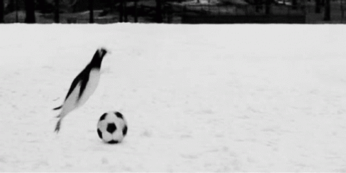 Football Funny Penguin GIF