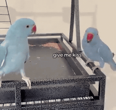 Football Game American League GIF