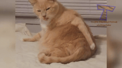 Football Player Number 58 Dancing On Field GIF