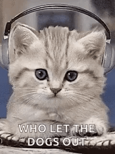 Football Player Sunglasses Big Shirt Says Im A Dog Shit Idiot GIF