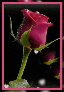 For You GIF