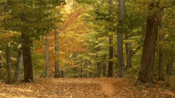 Forest Aesthetic Autumn Leaves