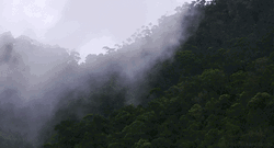 Forest Aesthetic Mountain Fog