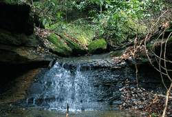 Forest Beautiful Stream Waterfall