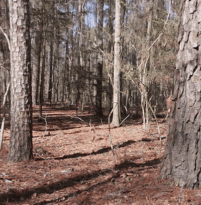 Forest Filled With Trees And Pine Needles GIF
