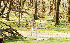 Forest Running Giraffe