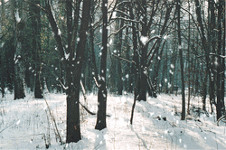 Forest Snow Slow Fall