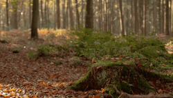 Forest Stump Falling Leaves