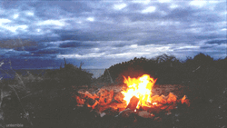 Forest Summer Beach Bonfire GIF