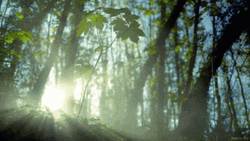 Forest Sun Rays GIF