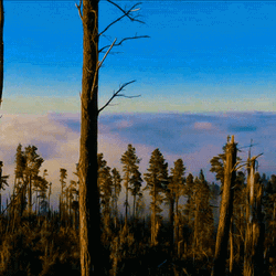 Forest Time Lapse Of Nature GIF