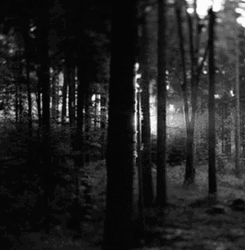 Forest Trees Black And White